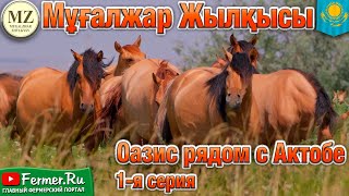 Мугалжарские лошади - гордость коневодов Казахстана. Мугалжары - уникальная порода для мяса и молока