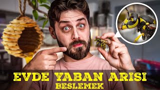 EVDE YABAN ARISI BESLEMEK