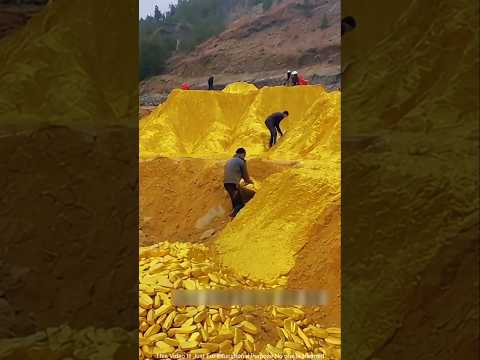 এটা লিবিয়ার সোনার কনি | red gold