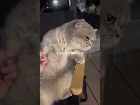 #cats #funnycats #funnypets #memes #pets #petlover #kittens #cute #cat #trending #fypシ