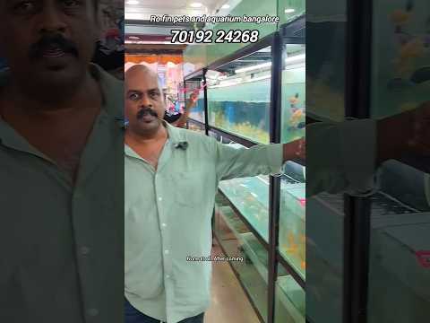 ₹5 Goldfish & ₹50 Channa! 😱 New Stock Update at Ro Fin Pets & Aquarium