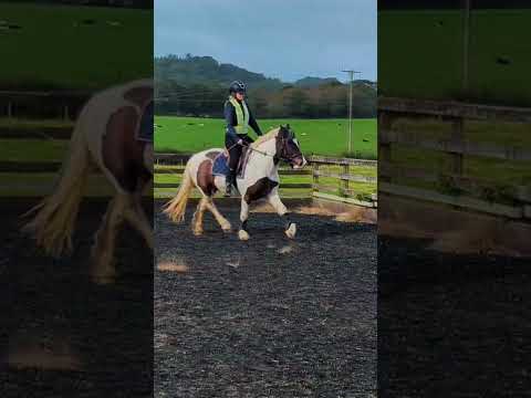 #horses #horse #equestrian #equestrians #equine #horsegirl #horsegirls #pony #ponies #horseriding