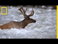 Elk Migration and Yellowstone Ecosystem