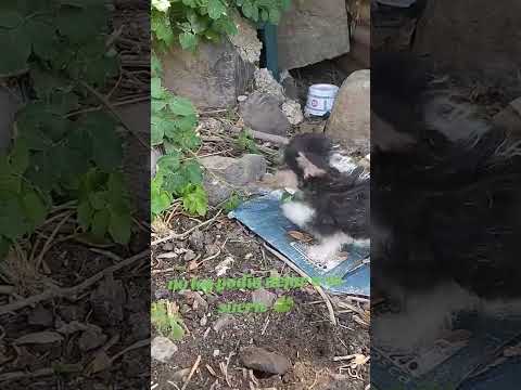 "Perritos Salvados: La Transformación en Pocos Segundos"