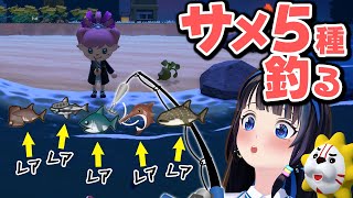 【あつ森】サメ好きによるサメ釣り！レアなサメが釣れるらしい！！【#葵の生放送】