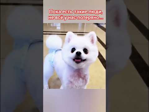 Простое человеческое спасибо 🙏 #собака #любовь #топ #шортс #animals