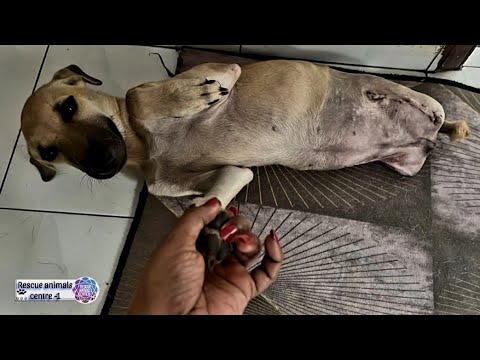 We saved  little puppy ran over lorry lost his both paws After amonth transformation.