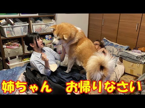 姉ちゃんお帰り♪秋田犬そら・シェパード犬マックお出迎え