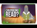 Pigeons and Reading Processes