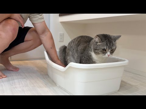 検尿カップで猫のおしっこを取ろうとしたらまさかの事態になりましたw