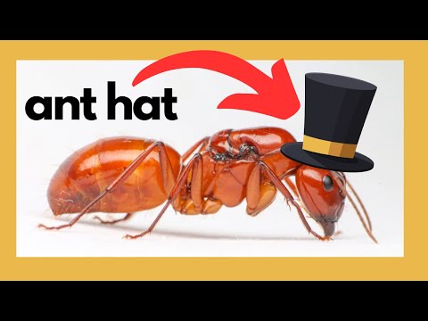 Can ants wear hats?