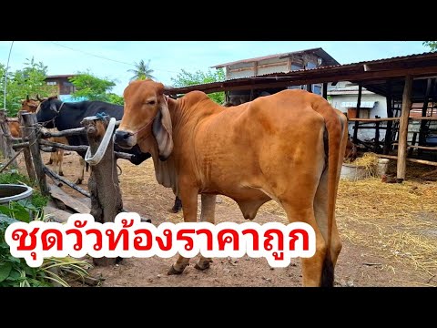 71167วัวท้องวัวแม่ลูกเหลี่ยมดีสีแดงราคาถูกส่งฟรีอีก