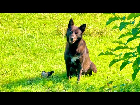 猫の動画サムネイル - 何も命令していないワンコが驚きの行動に。。