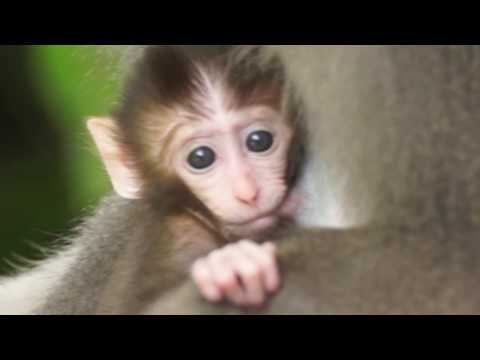 柴山三座窯場 近拍小猴喝奶 2016-06-05 Tai - YouTube(1分2秒)
