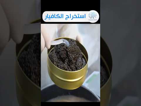 إستخراج الكافيار _ بيض سمك الحفش _ اغلى الاطعمة البحرية