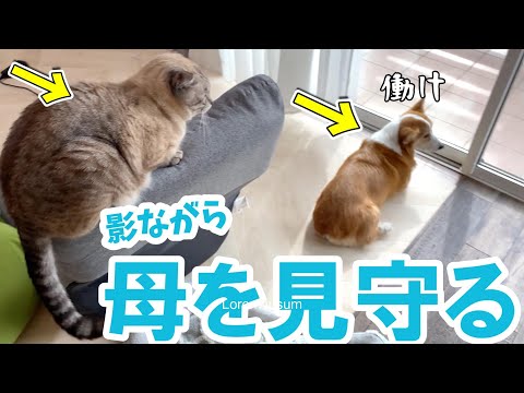 母の事を影ながら応援してくれる犬と猫がかわいすぎた！