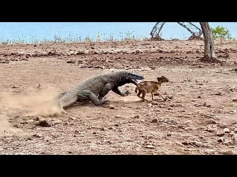 Did you know how Komodo dragons attack their prey that passes in front of them