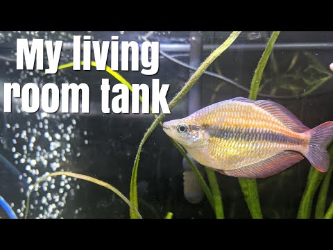 About My 60gal Tall Tank Hello and Welcome back to my Channel or if you're new, thanks for checking me out!

This is my pride