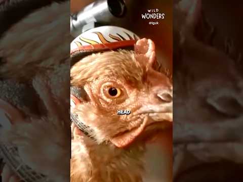 The Chicken Head Beats Your Pricey Camera Stabilizer!