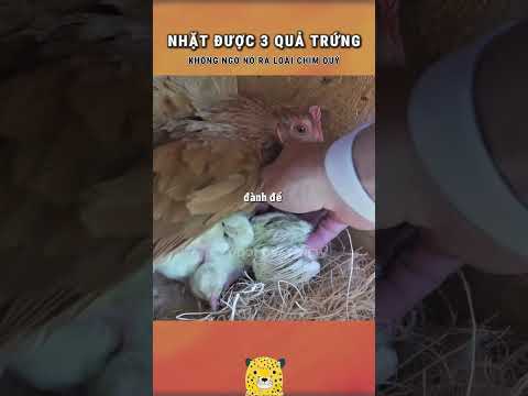 Nhặt được 3 quả trứng và cái kết nở ra loài chim quý hiếm