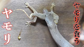 【衝撃】ヤモリがヤモリを食う瞬間