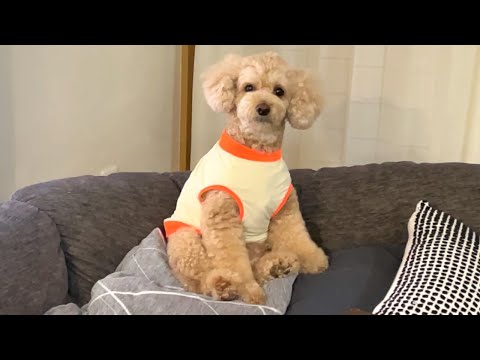 おしゃべりをして何かを訴えてくる大きいトイプードル【デカプー】【トイプードルのロアくん】【toy poodle】