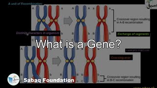 What is a Gene?