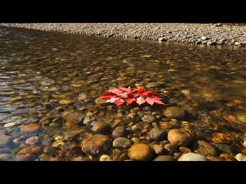 Stone Basin Droplet ASMR (2H40M) — Zen Water for Reading & Sleep | No Talking