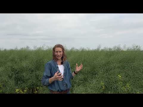 Världens klimatsmartaste raps? Del 8: Rapsens värdekedja