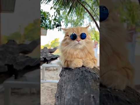 style #shorts #style #kucing