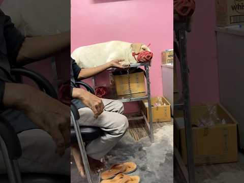 Kutte ki liver kidney fail ho gayi  😔  #minivlog #shortvideo