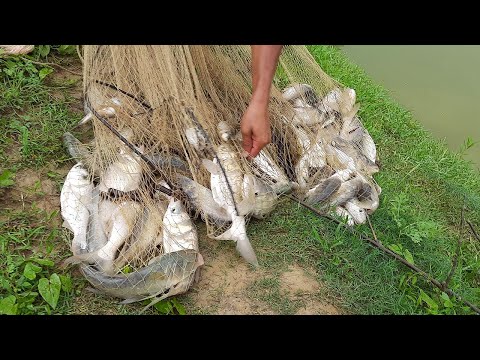 Fisherman Catch Lots of fish By Cast Net🐟🐟Throw Net Fishing in Pond #fishing