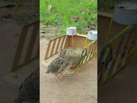 Amazing bird trap - Creative new quail trap using cardboard #birds #animaltrap #shortvideo #mytraps
