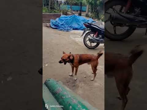 Dog enjoy #funny #cutedog #animals