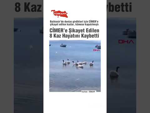 🔴 Balıkesir’de Denize Girdiler Diye CİMER’e Şikayet Edildiler… 8 Kaz Sıcakta Can Verdi 🪿💔 #gündem