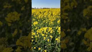 Durch die wunderschöne Blumen Rapse, Deutschland