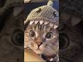 Understanding Tabby Cats