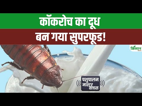 एक हजार Cockroach को मारकर निकलता है 100 ग्राम दूध।  पोषण में है Superfood । Kisan India