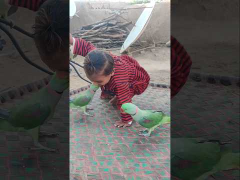 #parrot #babyparrotកូនសេក