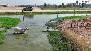 តោះទៅលេងស្រុក
