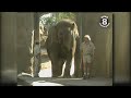 Elephant Weight Management Challenges