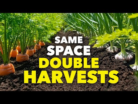 This ONE Clever Trick Doubles Harvests and Protects Your Crops