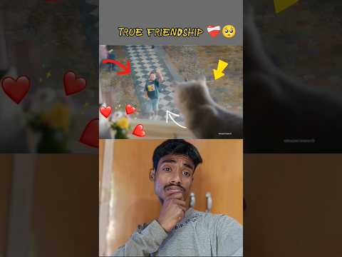 Cat and Boy friends touch ur Heart,๐ข๐ฅบ๐#youtubeshorts #viral #animals #kitten #cat #reaction #billi