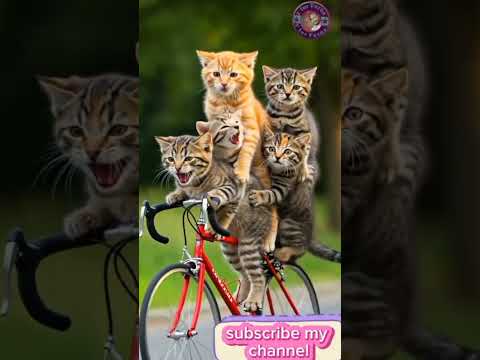 #funny #shortvideo #cat