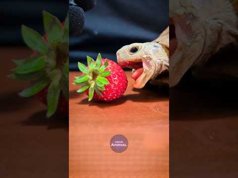 ASMR Mukbang Eating Strawberry 🍓 Turtle Tortoise