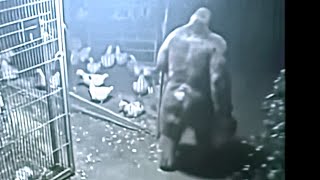 SASQUATCH CAUGHT Stealing Chickens On Security Camera | UP CLOSE Bigfoot Encounter