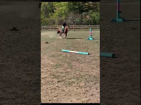 Pretty pennyyy #equestrianriding #horse #smalljump #horseenthusiast #flipy #equestrian #edit #riding