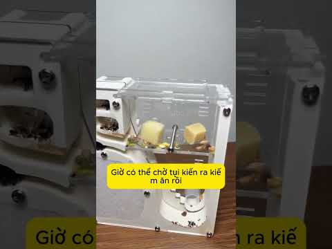 Tôi vừa mua một “lâu đài kiến”, không biết có đẻ ra cả bầy kiến không ta? #dochoidocla