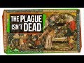 Understanding the Plague: History, Types, and Modern Implications