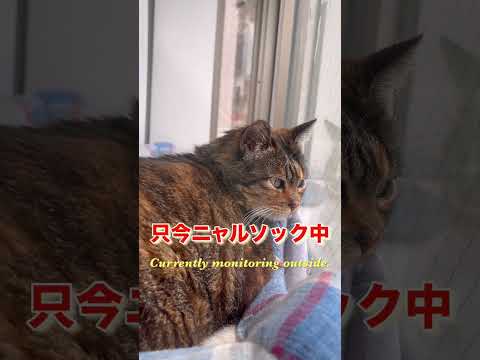 只今ニャルソック中😁 Currently monitoring outside.#shorts#catlove#cat#cats#猫#おもしろ猫動画